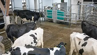 Kühe in Anlage