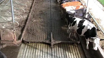 Kühe in Anlage