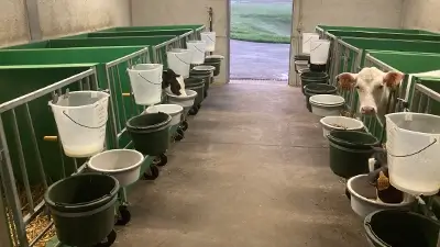 Kühe in Stallboxen