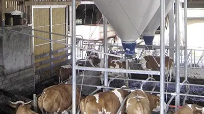 Kühe im Stall