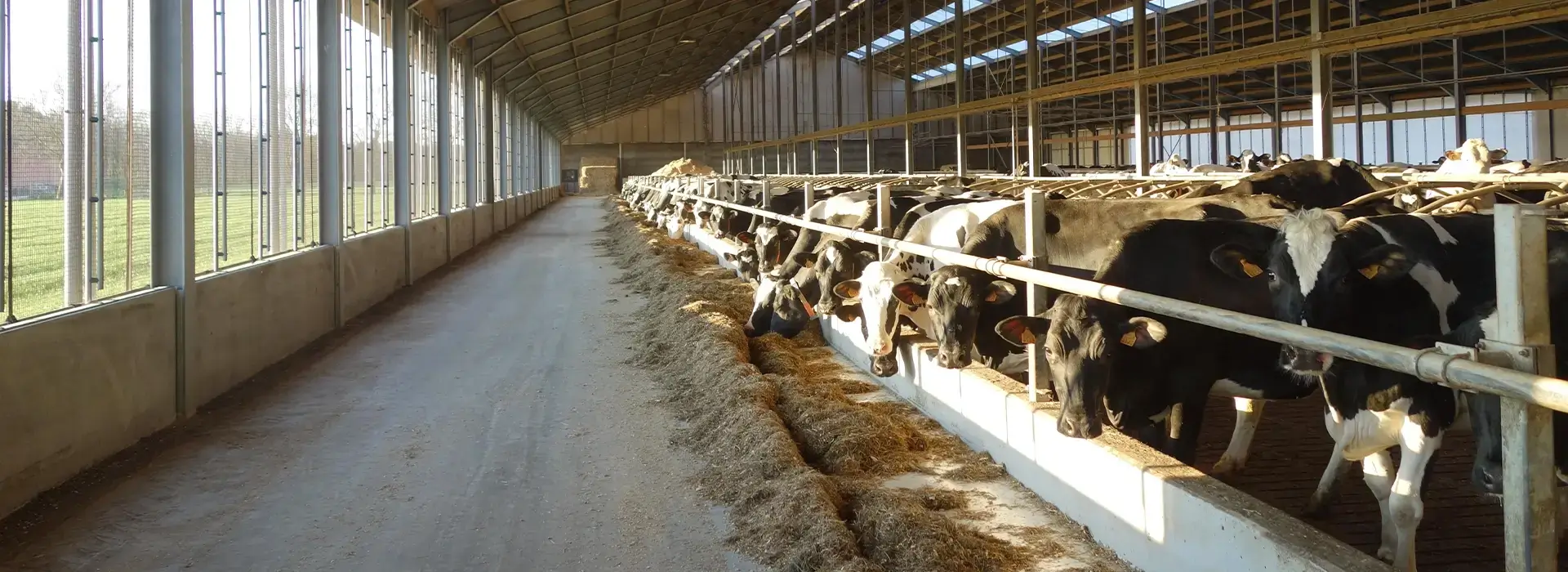 Kühe im Stall